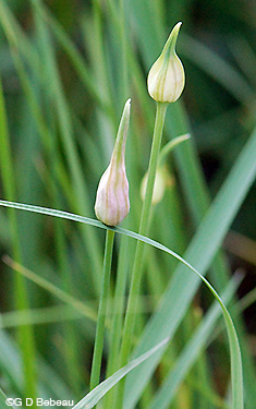 Wild Garlic plant
