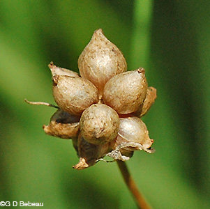 Wild Garlic mature bulbils
