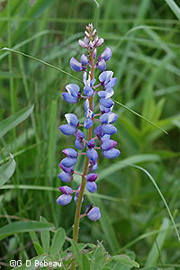 Wild lupine