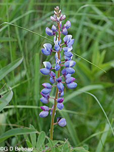 Wild Lupine