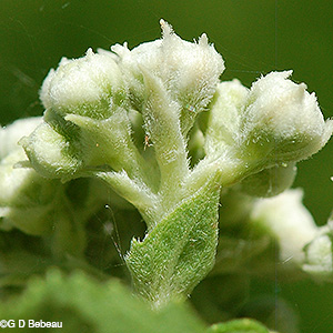 Flower calyx