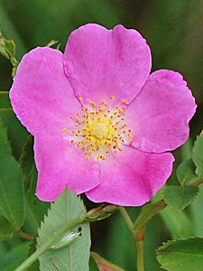 Wild Rose