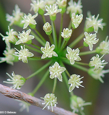 flower detail