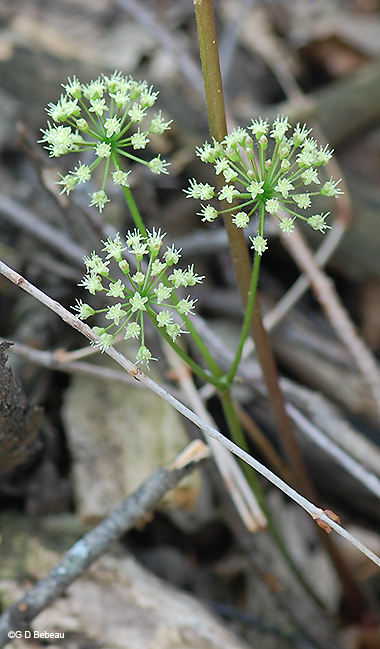 inflorescence