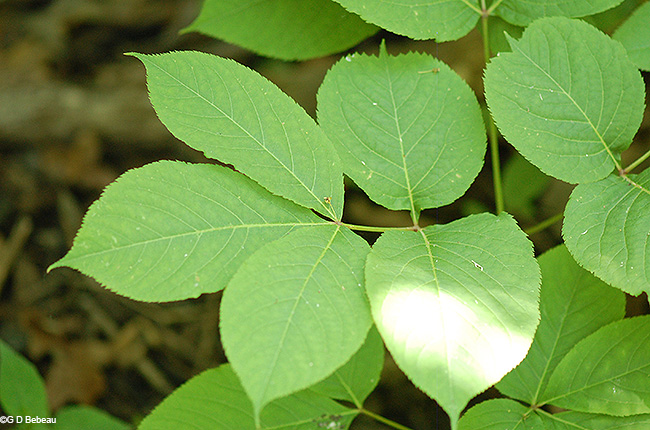 leaf