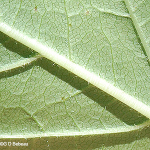 leaf underside