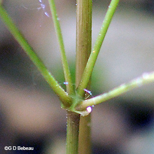 stem of inflorescence
