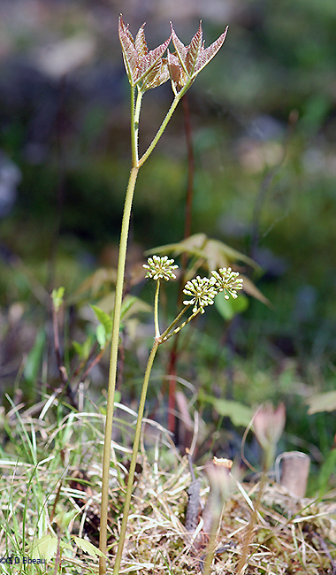 Spring growth