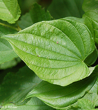mature leaf