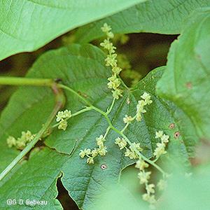 male inflorescence