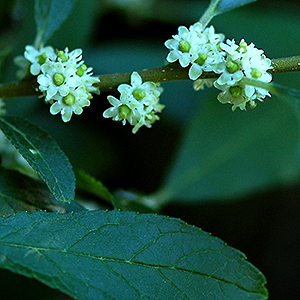 Winterberry flower and leaf