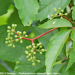 Woodbine inflorescence