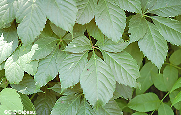 Woodbine leaf