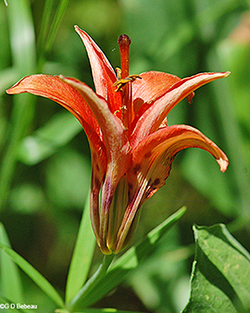 wood lily