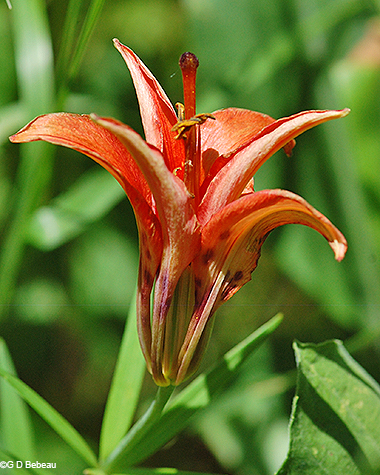 Wood lily side view