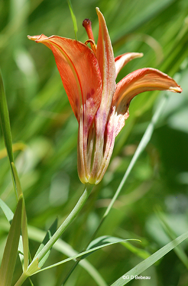 wood lily flower