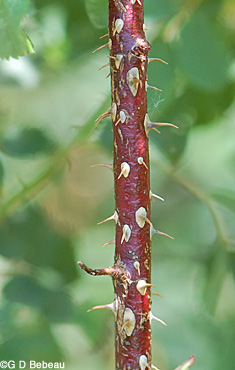 Woods' rose old stem
