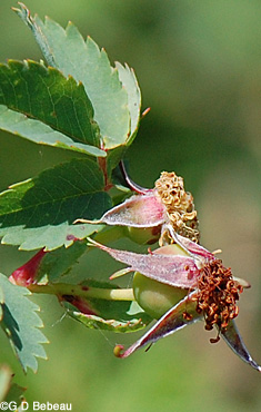 Woods' Rose green fruit