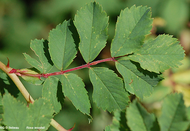 Woods' rose leaf
