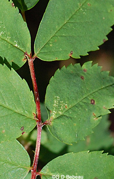 woods' rose leaf detail