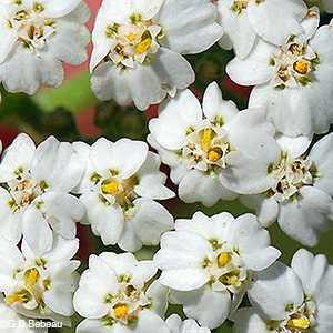 Yarrow flower detail