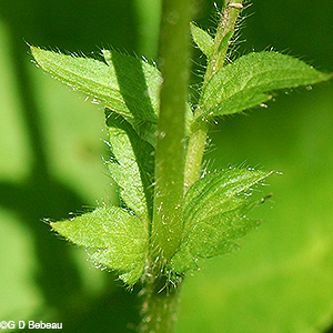leaf stipule
