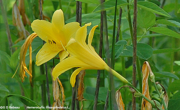 Yellow Day lily
