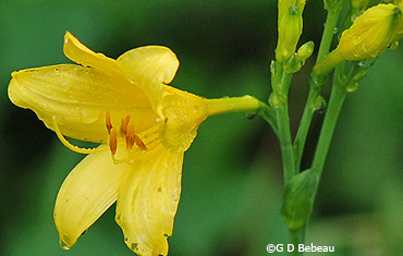 Yellow Daylily