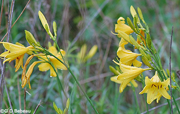 Yellow Daylily