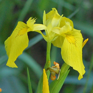 Yellow Flag