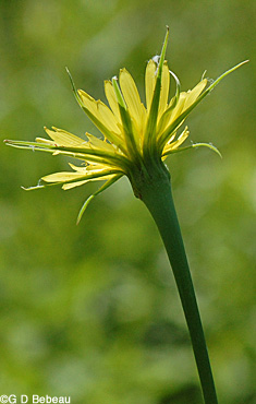 flower head phyllaries