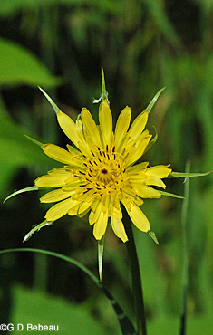 Yellow Salsify