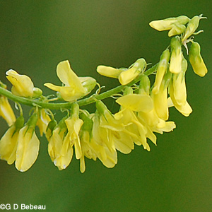 Yellow Sweet Clover flower