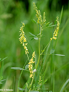 Yellow Sweet Clover