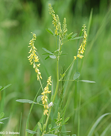 Yellow Sweet Clover plant