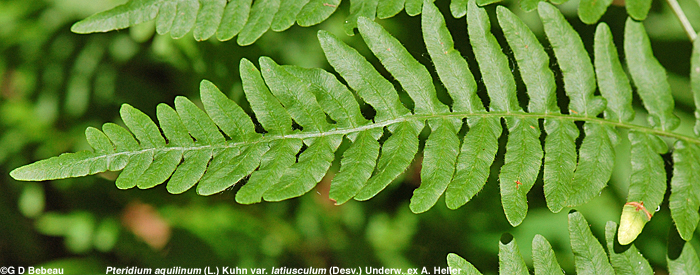 Bracken Fern Frond