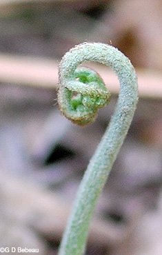Bracken Fern Fiddlehead