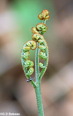 Bracken Fern Fiddlehead