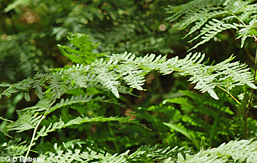 Bracken Fern frond