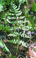 frond of brittle bladder fern