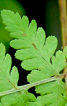 pinnule