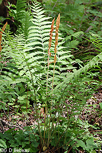 Cinnamon Fern