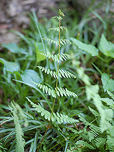 Crested Wood Fern