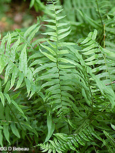 Glade Fern