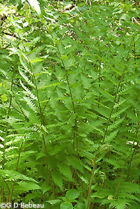 Goldie's Fern