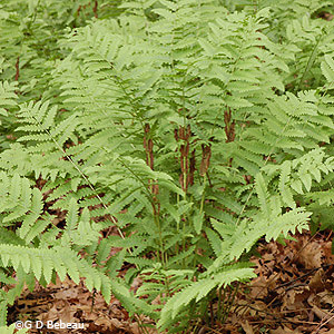 Interrupted Fern