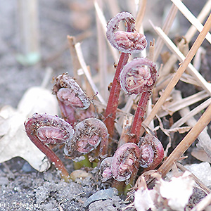 New Fiddleheads