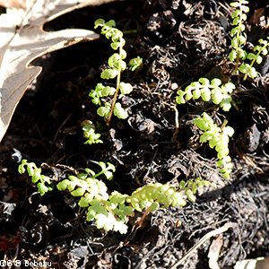 New young plants