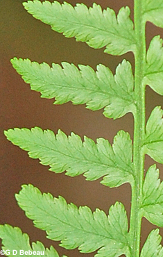 Lady Fern Pinnule