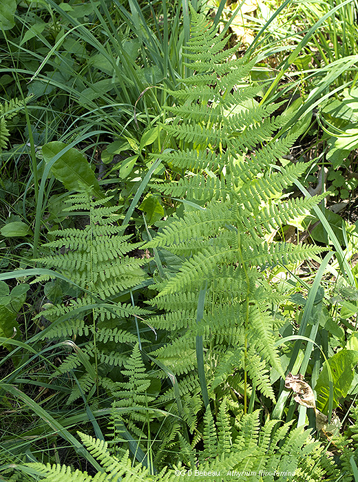 full plant